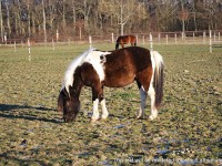 Chevaux au parc 2015