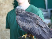 Portes Ouvertes 2016: les rapaces