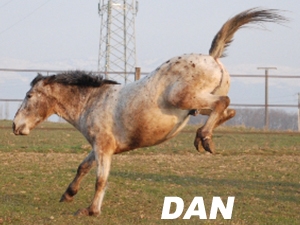 Dan